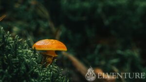 grzyb na mchu zdjęcie makro