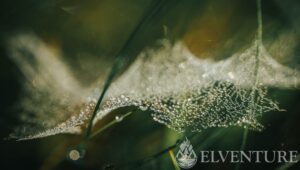 pajęczyna z rosą zdjęcie makro