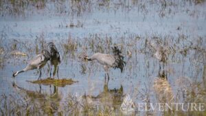 ptactwo wodne jesienią