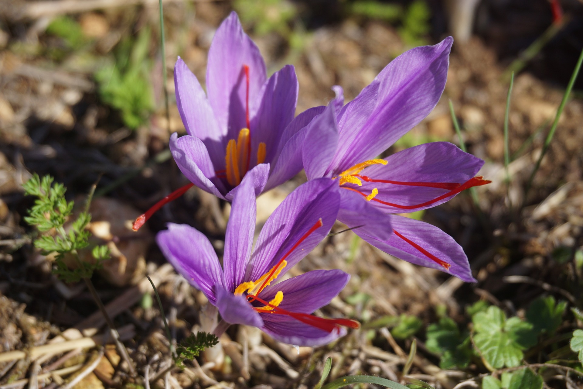 Szafran uprawny (Crocus sativus) na polu