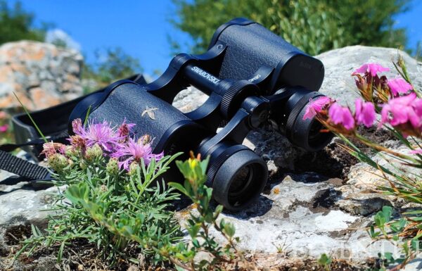 Habicht na skale pośród różowych kwiatów