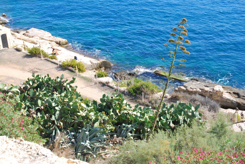 Jeszcze raz dziko rosnące kaktusy oraz kwiat agawy. Zdjęcie wykonane z murów fortu Manoel
