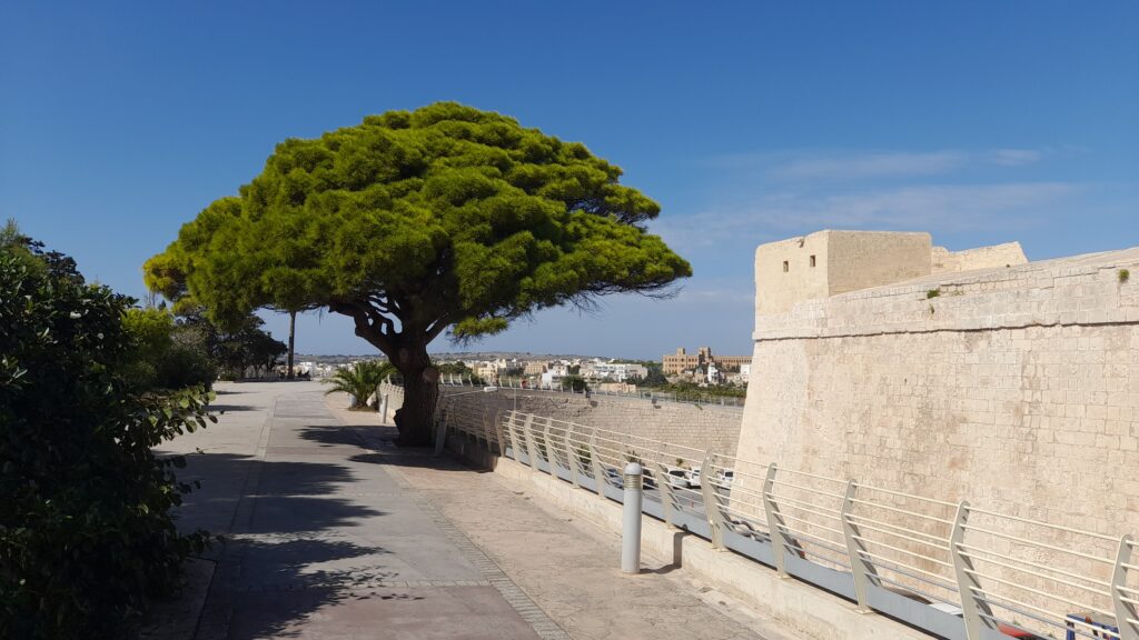 Po prostu zdjęcie, z którego jestem bardzo zadowolony. Po prawej mury obronne Mdiny. Po lewej lokalna odmiana sosny