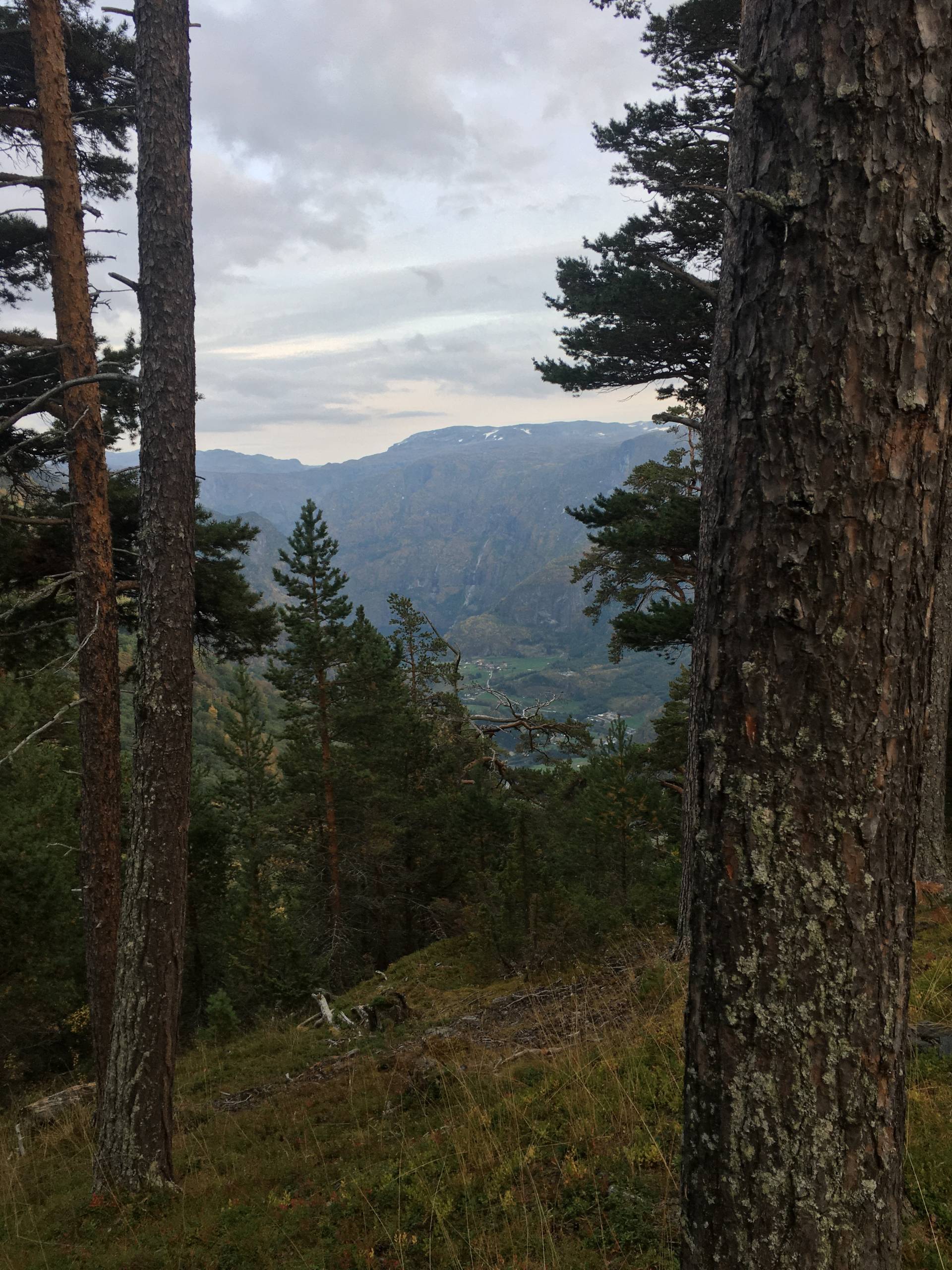 las na wzniesieniu, rzadko rosnące drzewa iglaste