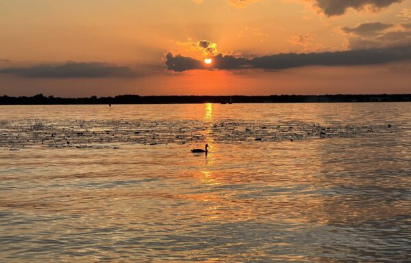 zachód słońca nad jeziorem, w centrum kadru ptak wodny, który płynie po lekko pofalowanej tafli wody