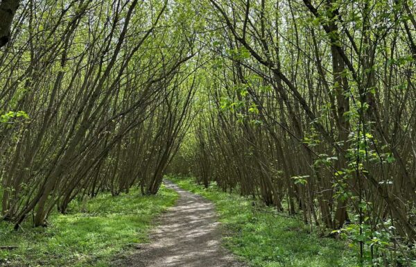 ścieżka w lesie, biegnie wśród zieleniących się drzew