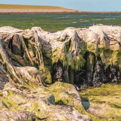 algi atakują Morze Śródziemne