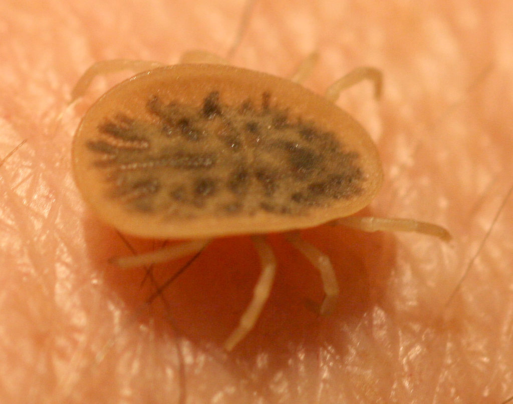 obrzeżek gołębi reprezentuje tzw. kleszcze miękkie, tutaj na ludzkiej skórze