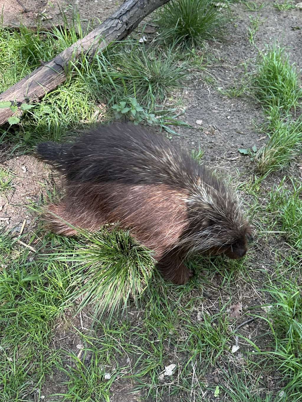 urson amerykański w ogrodzie botanicznym w Zielonej Górze