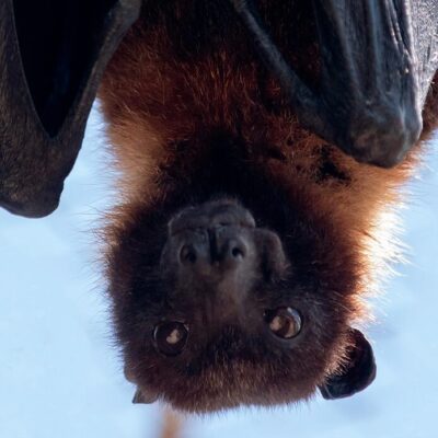 Międzynarodowa Noc Nietoperzy