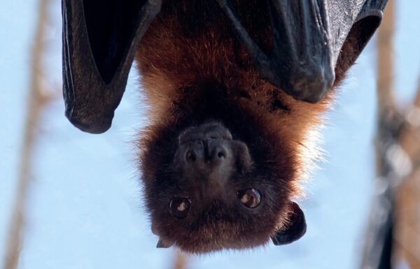 Międzynarodowa Noc Nietoperzy