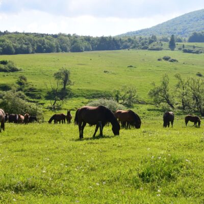 Pasące się na łąkach Beskidu Niskiego konie, Beskid Niski to wyjątkowe miejsce na wycieczkę nie tylko w Małopolsce, ale i w calym kraju