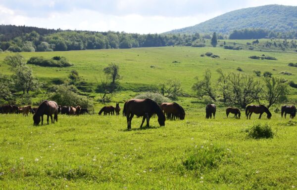 Pasące się na łąkach Beskidu Niskiego konie, Beskid Niski to wyjątkowe miejsce na wycieczkę nie tylko w Małopolsce, ale i w calym kraju