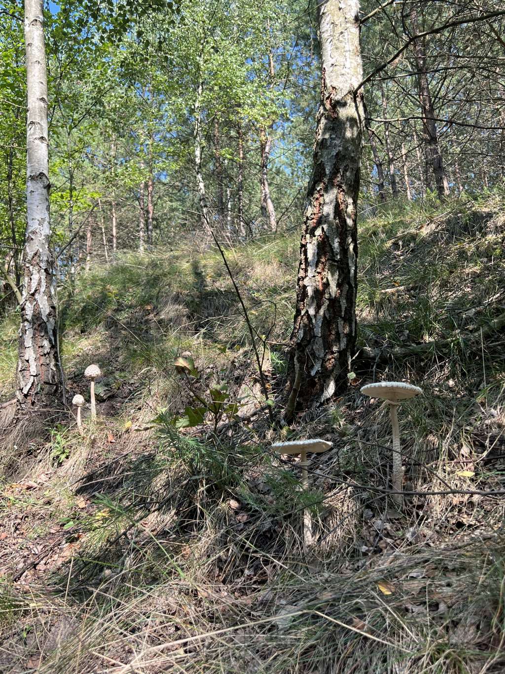 zdjęcie brzóc, tuż obok nich wysokie, dorodne czubajki kanie