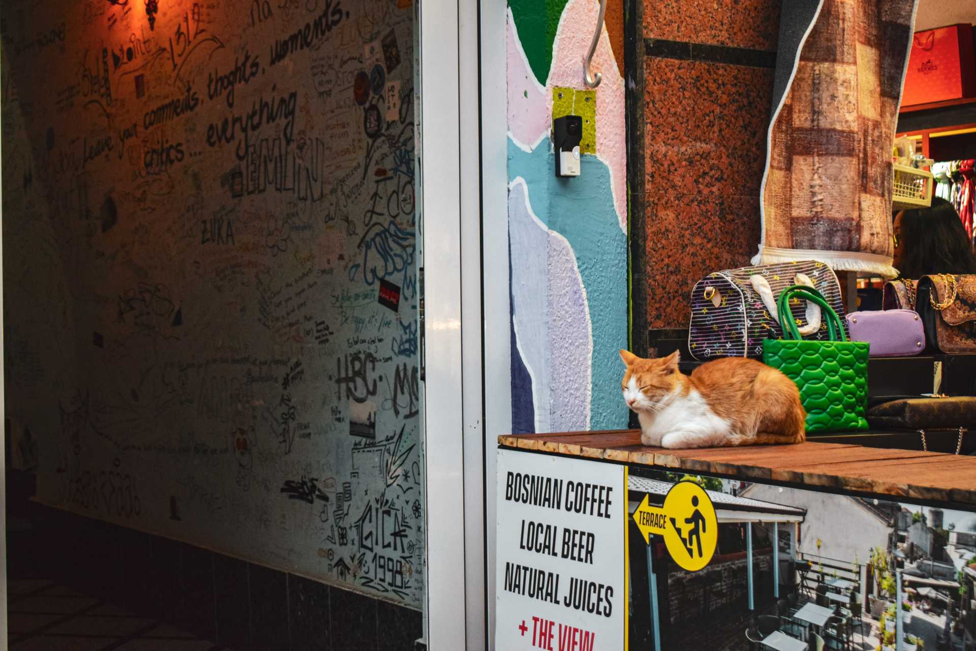 kot sfotografowany podczas wycieczki samochodem przez Bośnię i Hercegowinę