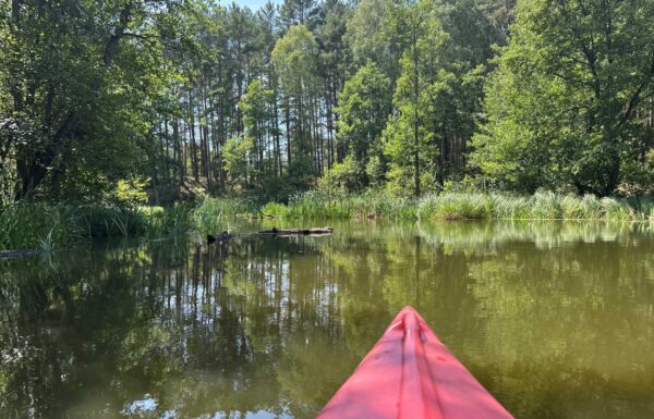 Rzeka Pliszka, spływ kajakiem, zdjęcie z perspektywy osoby siedzącej w różowym kajaku