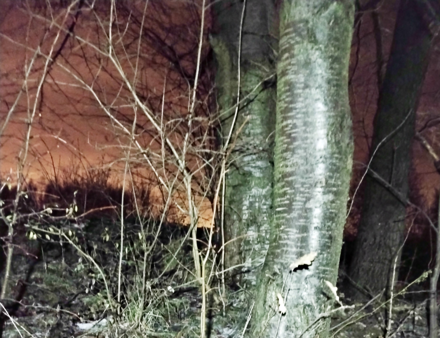 Tryb oszczędny Streamlight Bandit Pro, oświetlenie drzew