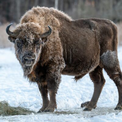 Trzy parki narodowe dostaną miliony złotych