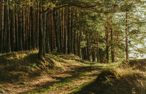 Malowniczy las oświetlony słońcem - taki jak Rezerwat przyrody Bukowa Góra