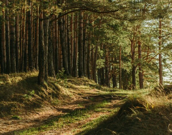 Malowniczy las oświetlony słońcem - taki jak Rezerwat przyrody Bukowa Góra