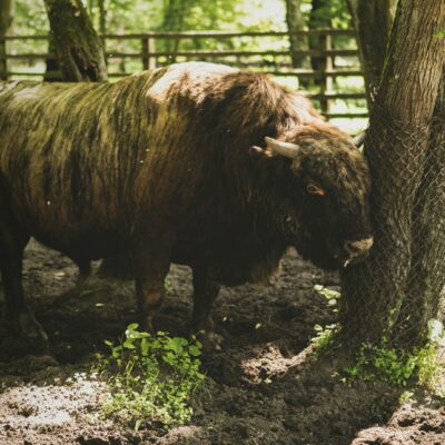 Żubr z Podlasia. Zobaczysz go dzięki Podlaski Bon Turystyczny 2026