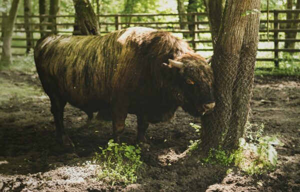 Żubr z Podlasia. Zobaczysz go dzięki Podlaski Bon Turystyczny 2026