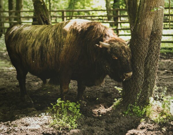 Żubr z Podlasia. Zobaczysz go dzięki Podlaski Bon Turystyczny 2026