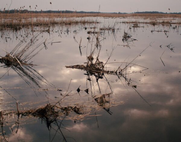 Pisa-Narew i jej bagniste widoki