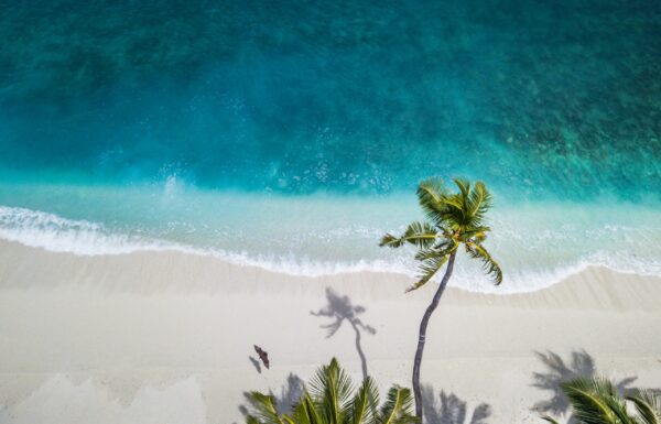 Plaża z palmą - tu często przydałaby sie Turystyka regeneratywna