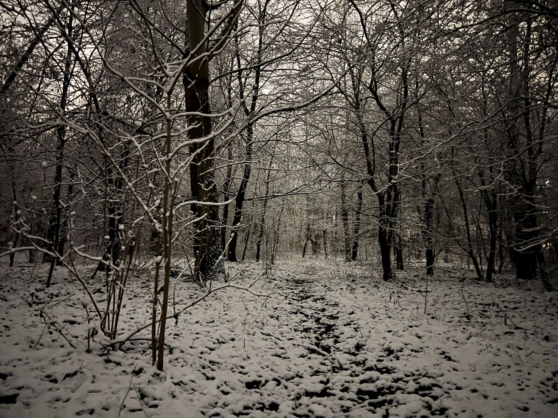 zimowy krajobraz leśny